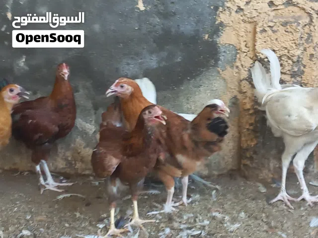 دجاج عمانيات العدد21حبه