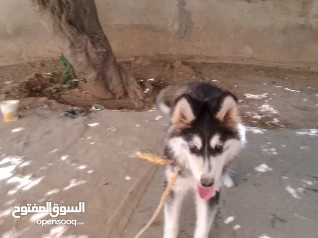 كلب هاسكي