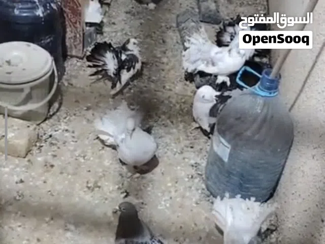 السلام عليكم اخوان طيور زينه عرايس للبيع مكاني بصره