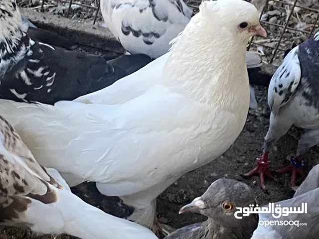 حمام للبيع