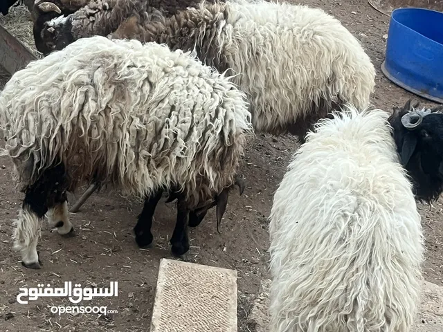 خرفان بلديه اضحيه او عقيقه للبيع بسعر مغري