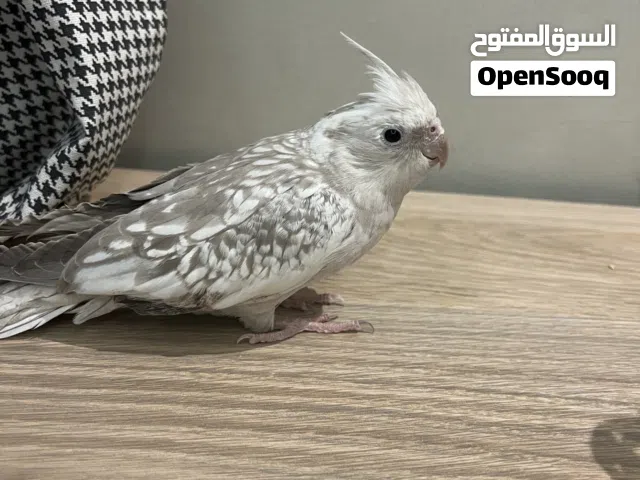طير كروان للبيع