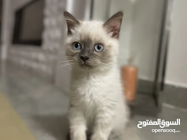 قطة سكوتيش فولد/بريتش شورت هير Scottish fold/ British shorthair cat