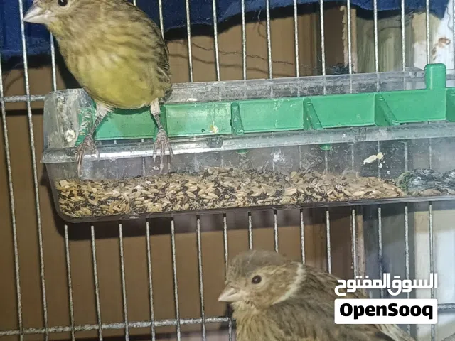 كناري بظارات للبيع