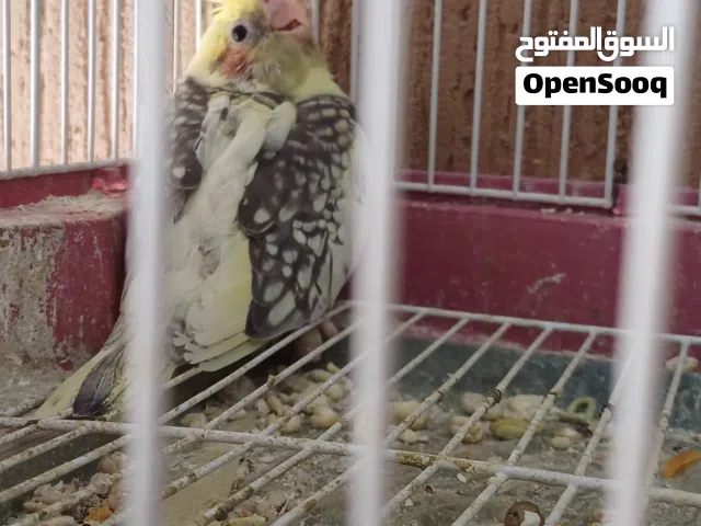 فروخ كوكتيل ازابيل للترويض
