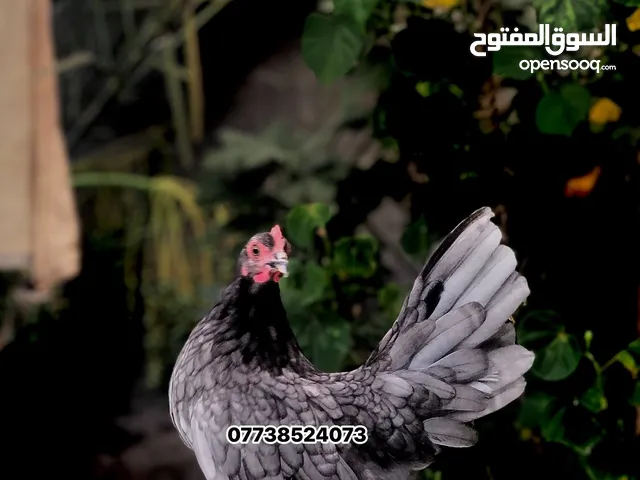 سيت دجاج ..
