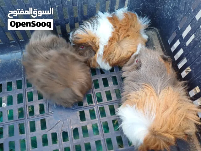 قندي موبر درجة اولى عين حمراء