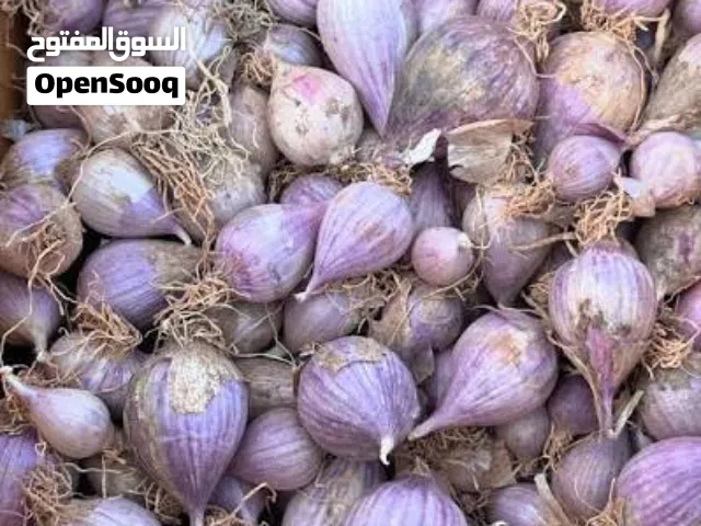 ثوم عماني انتاج السنه مزارع الظاهره