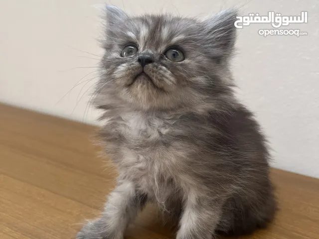 قطط شيرازي مميزين ولعوبين
