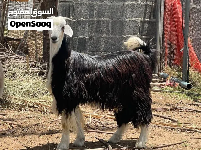 تيس محلي للبيع