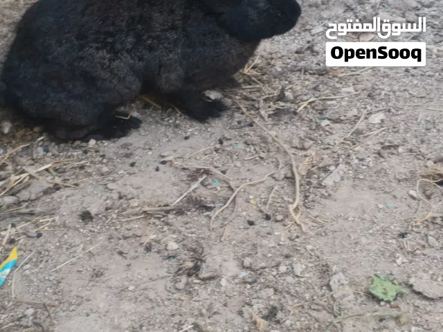 ذكر الماني نخب اول للبيع