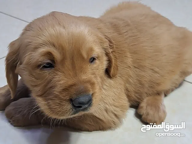 انثى جولدين بيور للبيع عمر 35 يوم