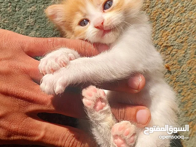 قط لتبني في مدينة نابلس
