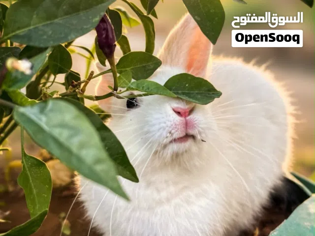 أرنب ابيضّ صغير للتبني ( للتربية )
