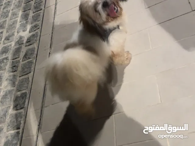 Shih Tzu شيتزو