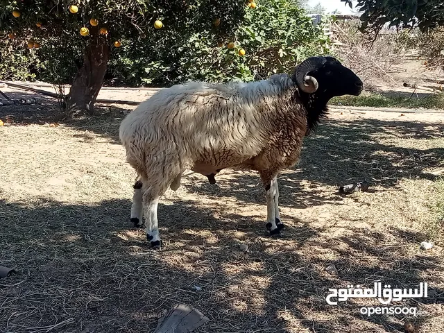 السلام عليكم فحل تبارك الله في السعي نار وبضنوته عندي وايجيك بالشد قد ماربيت من افحوله ماشفتش فحل