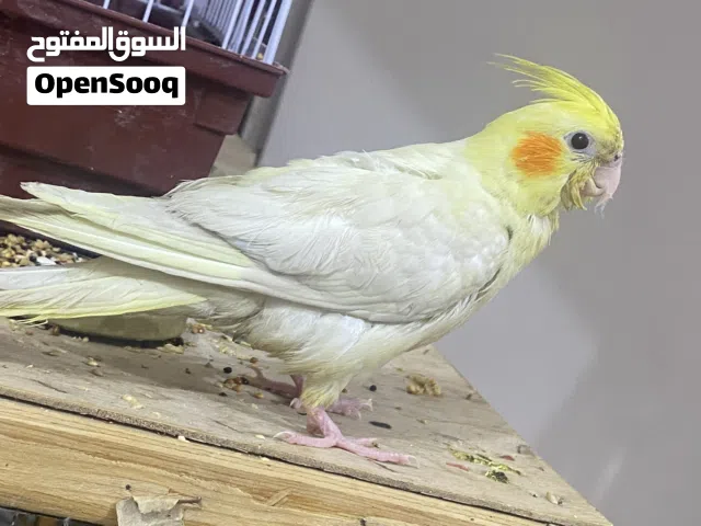 كوكتيل اليف