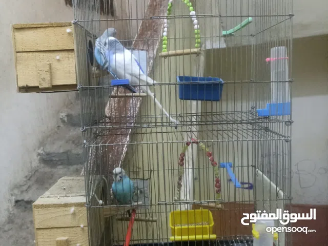 قفص اتنين دور بجميع الكماليات + ثلاث ذكور عصافير بادجي بحاله جيده جدا