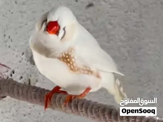 للبيع ذكر وانتي لي البيع