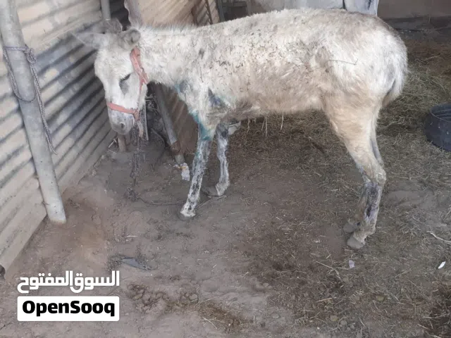 للبيع حمارة