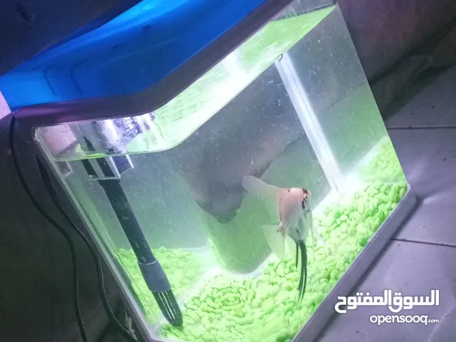 مطلوب شقة للإيجار