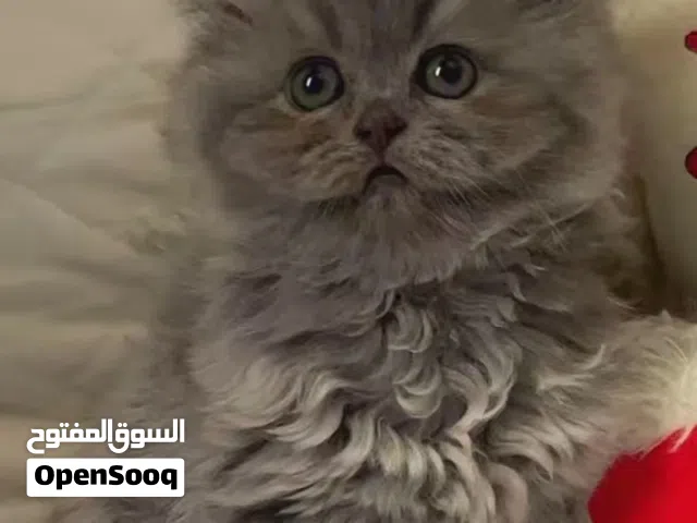 For sale: a beautiful Scottish Fold and Persian cat