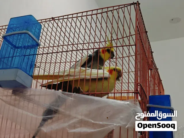 طيور كوكتيل للبيع مزاويج زوج مبيضات جواهن بيض وثنين