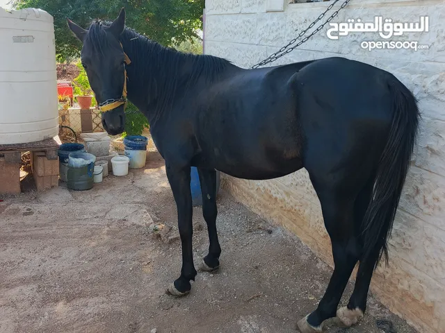 حصان للبيع اسود ليل