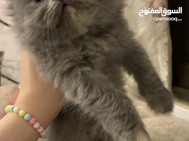 قطط مكس هملايا وسكوتش فولد شعر طويل وقصير