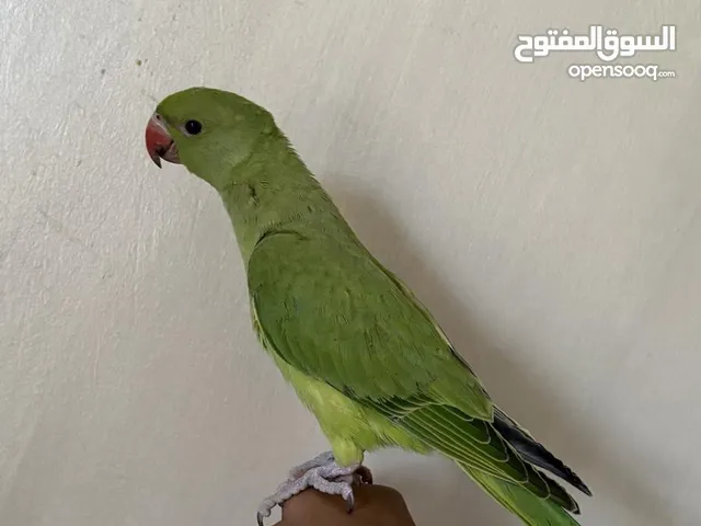ببغاء أليف عمره 6 او 7شهور
