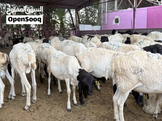 جميع انوع الحلال متوفر يوجد اضاحي