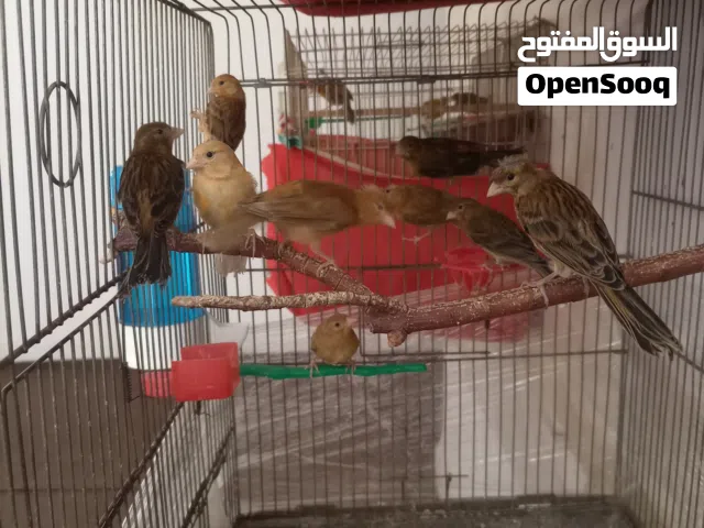 مخاليف كنار مخملي وكرزي وحبه مشمشي