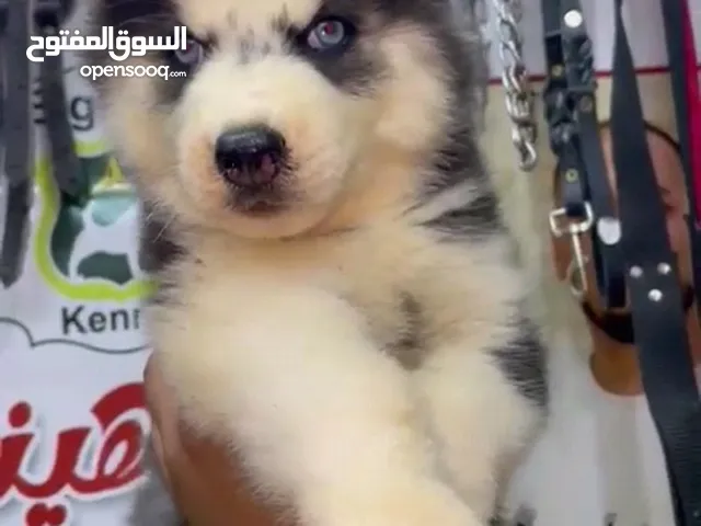 اتقل و اعلي جرو هاسكي عينك هتشوفه بأمر الله تعالى