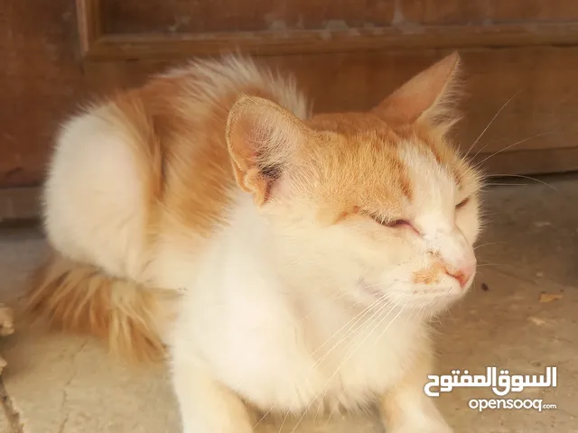 قطه نوع مكسيكي ع شيراز عيون عسلي علي اخضر