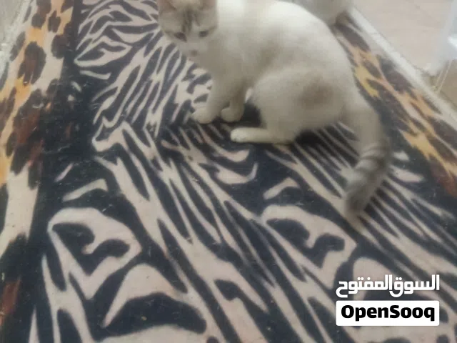 قط شيرازي تركي 12 شهر