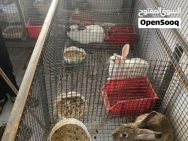 ارانب للبيع