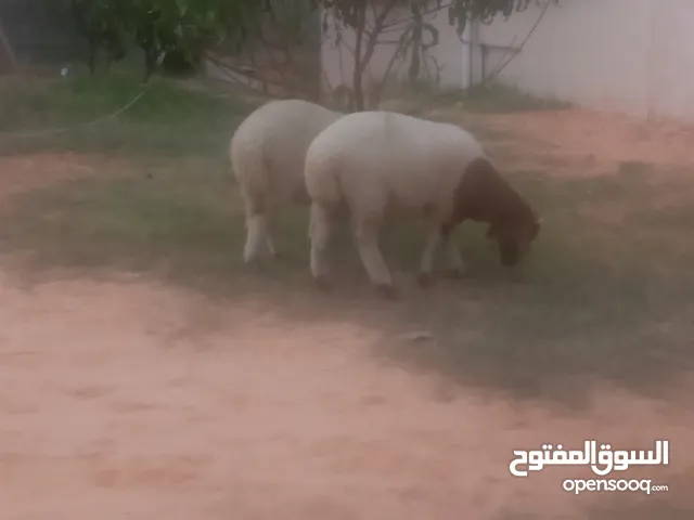 خروف وفطيمه عمرهم 4ونص