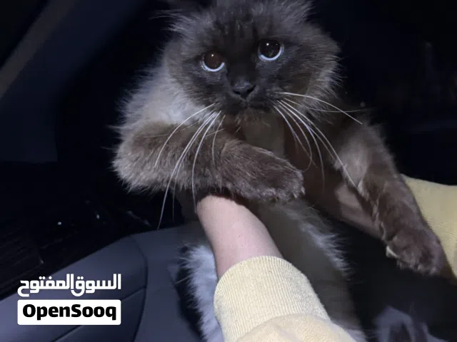 قطة هيمالايا انثى عمرها 5 شهور نظيفة جداً  واليفة للبيع السعر 40 دينار يوجد معها كامل اغراضها