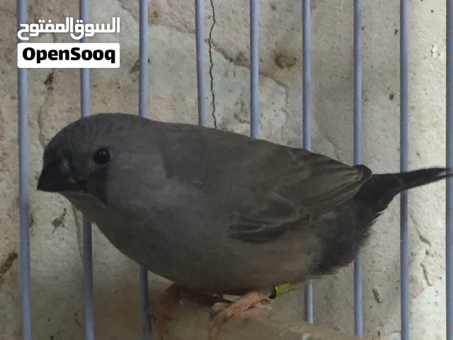 زيبرا شاركول للبيع