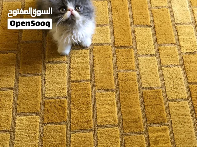 قط بيرشن بيور
