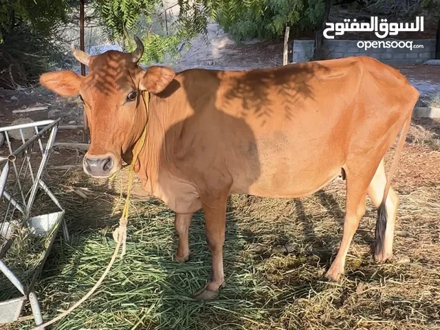 بقرة جيرسي  وبنتها للبيع