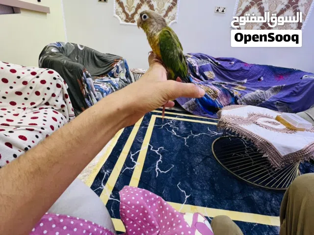 كنيور اليف للبيع