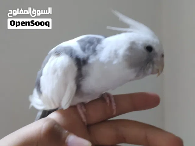 كوكتيل انكليزي اليف طينه