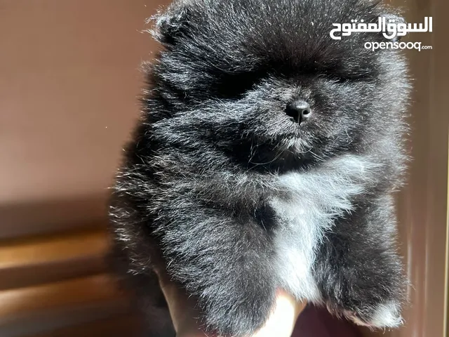 جراوي بومارينين