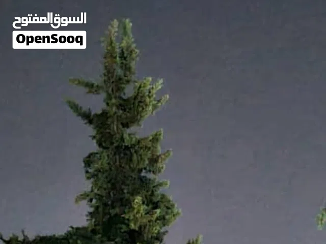 120 m2 5 Bedrooms Townhouse for Rent in Damascus Mezzeh