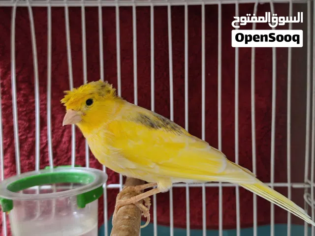 طير كناري عمر سنة و5 شهور