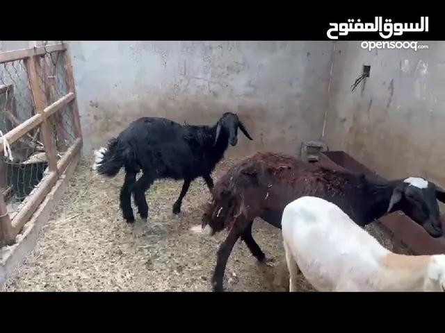 نجدي ضانه ولد سنها رباع وبنتها عمرها 4 شهور كبيره ماشاء الله تبارك الله
