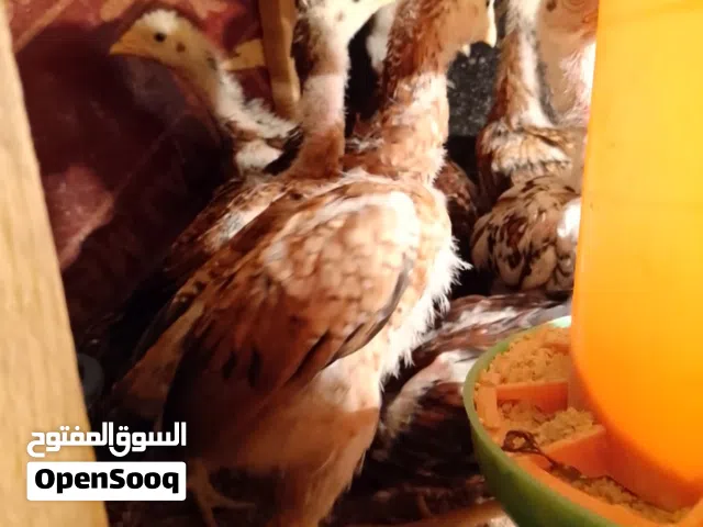 أفراخ دجاج هراتي العمر شهر عدد 3ازواج
