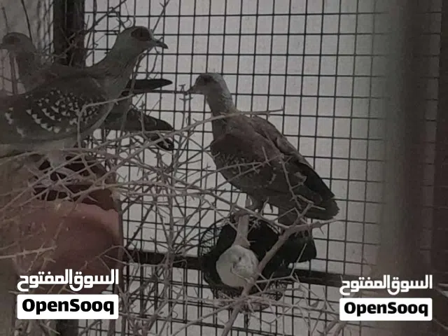 زوج حمام افريقي