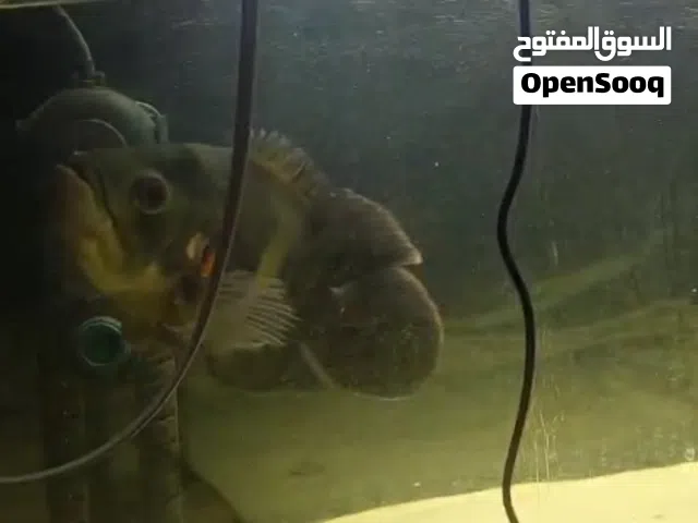 قروش فرعوني و اوسكار حجام كبيره